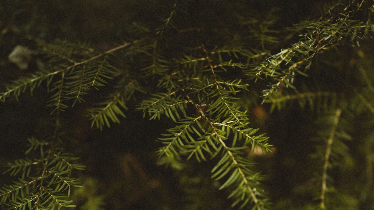 Wallpaper branch, needles, tree, green, macro