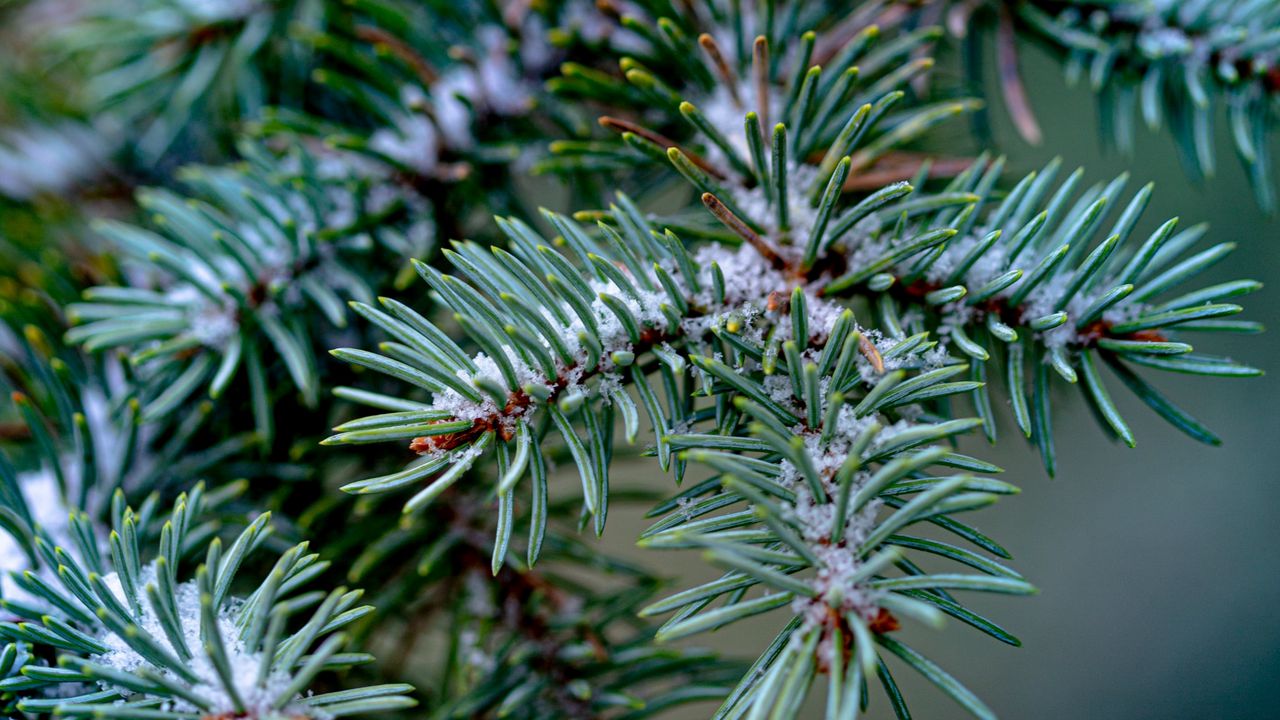 Wallpaper branch, needles, tree, macro