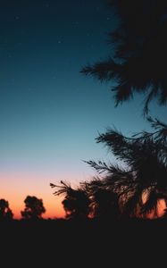 Preview wallpaper branch, night, starry sky