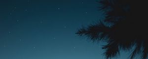 Preview wallpaper branch, night, starry sky