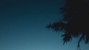 Preview wallpaper branch, night, starry sky
