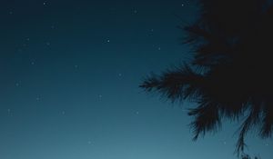 Preview wallpaper branch, night, starry sky