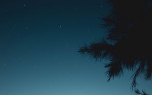 Preview wallpaper branch, night, starry sky