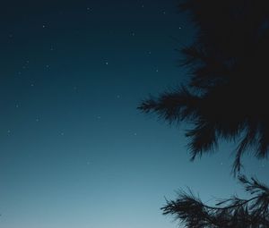 Preview wallpaper branch, night, starry sky