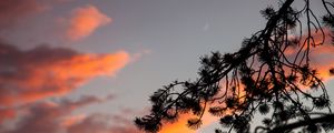 Preview wallpaper branch, outline, sky, sunset, night