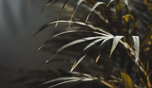 Preview wallpaper branch, palm, blur, green