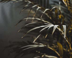Preview wallpaper branch, palm, blur, green