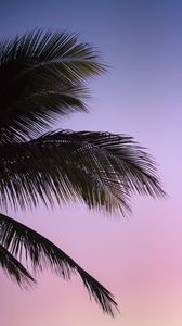 Preview wallpaper branch, palm, leaves, sky, sunset, evening