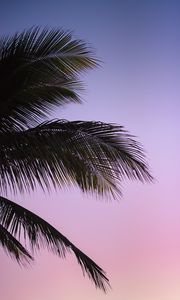 Preview wallpaper branch, palm, leaves, sky, sunset, evening