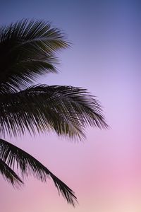 Preview wallpaper branch, palm, leaves, sky, sunset, evening