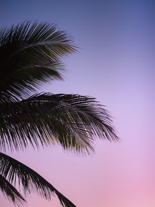 Preview wallpaper branch, palm, leaves, sky, sunset, evening