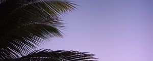 Preview wallpaper branch, palm, leaves, sky, sunset, evening