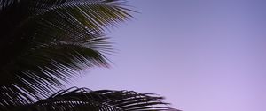 Preview wallpaper branch, palm, leaves, sky, sunset, evening