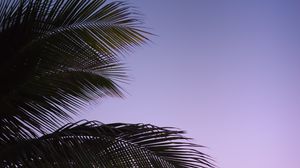 Preview wallpaper branch, palm, leaves, sky, sunset, evening