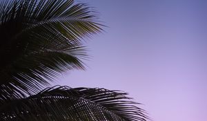 Preview wallpaper branch, palm, leaves, sky, sunset, evening