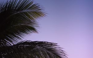 Preview wallpaper branch, palm, leaves, sky, sunset, evening