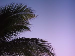 Preview wallpaper branch, palm, leaves, sky, sunset, evening