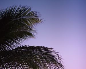 Preview wallpaper branch, palm, leaves, sky, sunset, evening