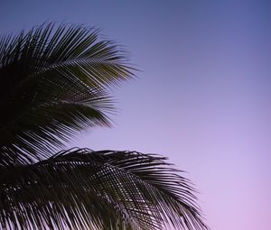 Preview wallpaper branch, palm, leaves, sky, sunset, evening