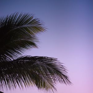 Preview wallpaper branch, palm, leaves, sky, sunset, evening