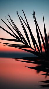 Preview wallpaper branch, palm, silhouette, sunset, dusk, dark