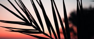 Preview wallpaper branch, palm, silhouette, sunset, dusk, dark