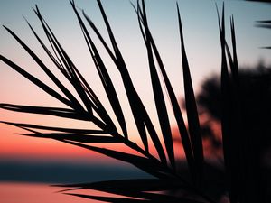 Preview wallpaper branch, palm, silhouette, sunset, dusk, dark