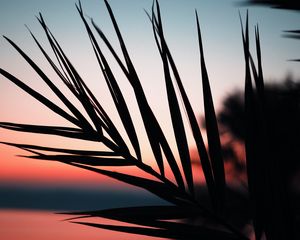 Preview wallpaper branch, palm, silhouette, sunset, dusk, dark