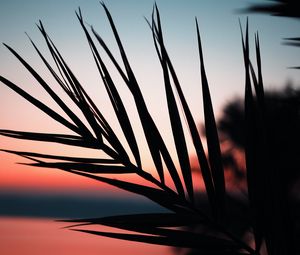 Preview wallpaper branch, palm, silhouette, sunset, dusk, dark