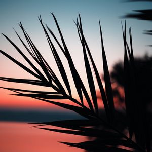 Preview wallpaper branch, palm, silhouette, sunset, dusk, dark