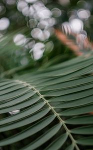 Preview wallpaper branch, palm tree, leaves, macro