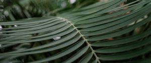 Preview wallpaper branch, palm tree, leaves, macro