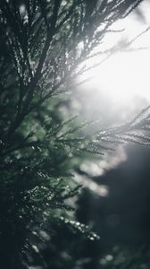 Preview wallpaper branch, pine, blur, macro, sunlight