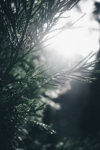 Preview wallpaper branch, pine, blur, macro, sunlight