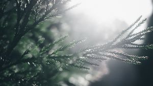 Preview wallpaper branch, pine, blur, macro, sunlight