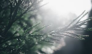 Preview wallpaper branch, pine, blur, macro, sunlight