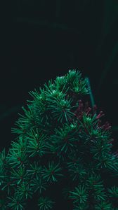 Preview wallpaper branch, pine, needles, prickly, green
