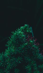 Preview wallpaper branch, pine, needles, prickly, green