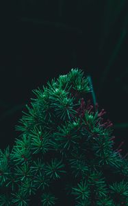 Preview wallpaper branch, pine, needles, prickly, green