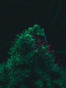 Preview wallpaper branch, pine, needles, prickly, green