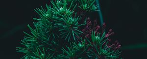 Preview wallpaper branch, pine, needles, prickly, green