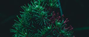 Preview wallpaper branch, pine, needles, prickly, green