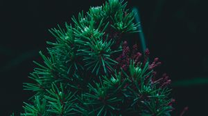 Preview wallpaper branch, pine, needles, prickly, green