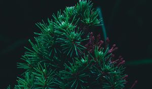 Preview wallpaper branch, pine, needles, prickly, green