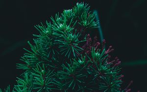 Preview wallpaper branch, pine, needles, prickly, green