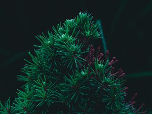 Preview wallpaper branch, pine, needles, prickly, green