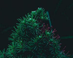 Preview wallpaper branch, pine, needles, prickly, green