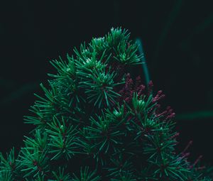 Preview wallpaper branch, pine, needles, prickly, green