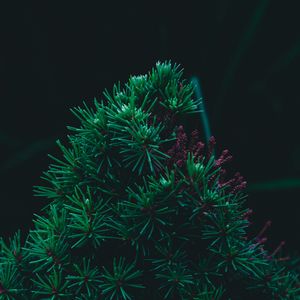 Preview wallpaper branch, pine, needles, prickly, green