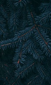 Preview wallpaper branch, pine, needles, plant, macro